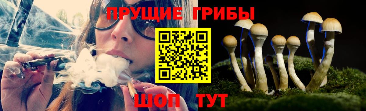 Сланцы  Псилоцибиновые грибы прущие грибы  Вход с VPN 